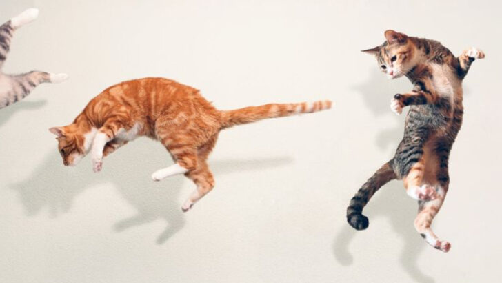13 Ways House Cats Differ from Their Free-Roaming Counterparts