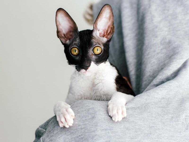 13. Cornish Rex