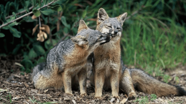 14 Wild Animals Found Nowhere but the U.S. (And What Makes Them Stand Out)