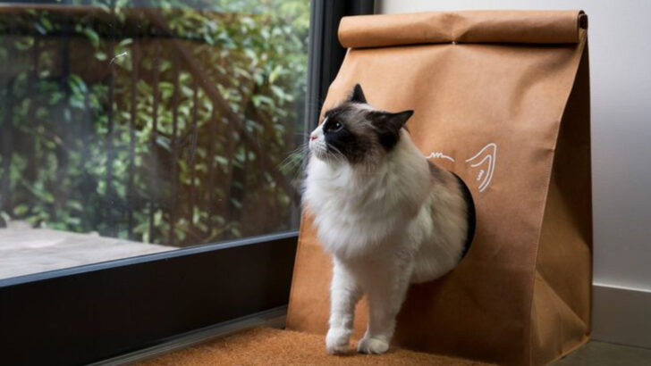 14 Affordable Enrichment Ideas to Make Your Cat’s Day Better