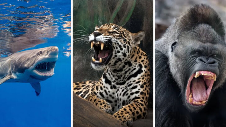 14 Animals With The Strongest Jaws In The Wild