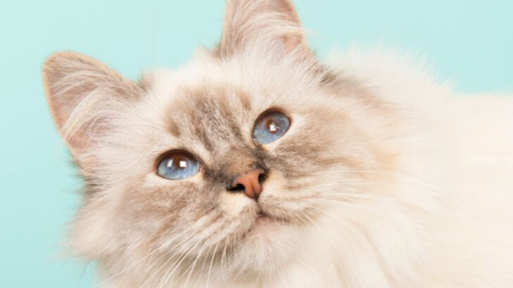 14 Devoted Cat Breeds That Stick by Your Side for Life