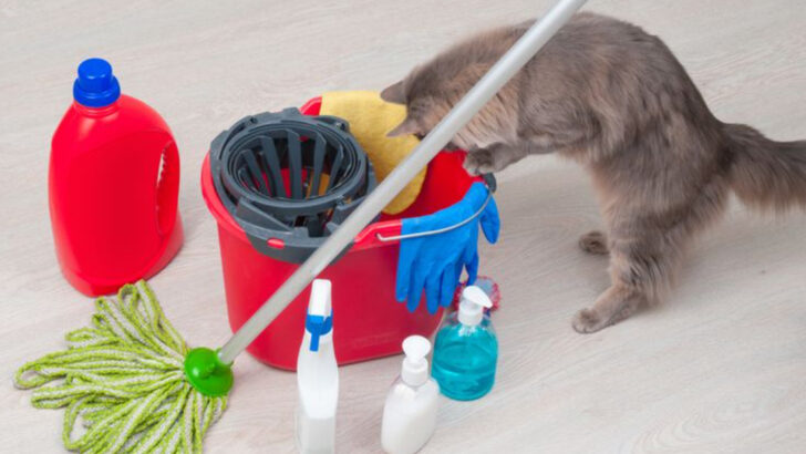 14 Popular Cleaning Products That Are Toxic to Cats