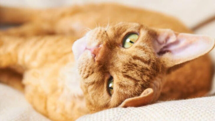 14 Sensitive Cat Breeds That Can’t Thrive Without Your Constant Attention