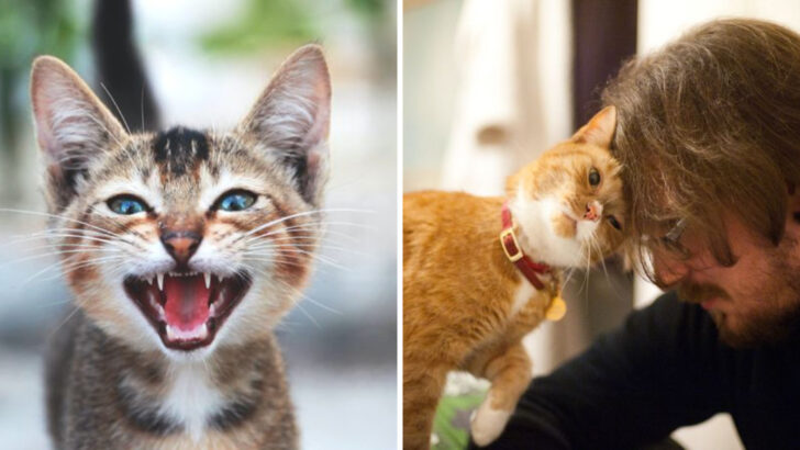 14 Signs Of A Happy Cat, According To Veterinarians