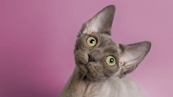 14 Small Cat Breeds That Will Love You More Than Life Itself