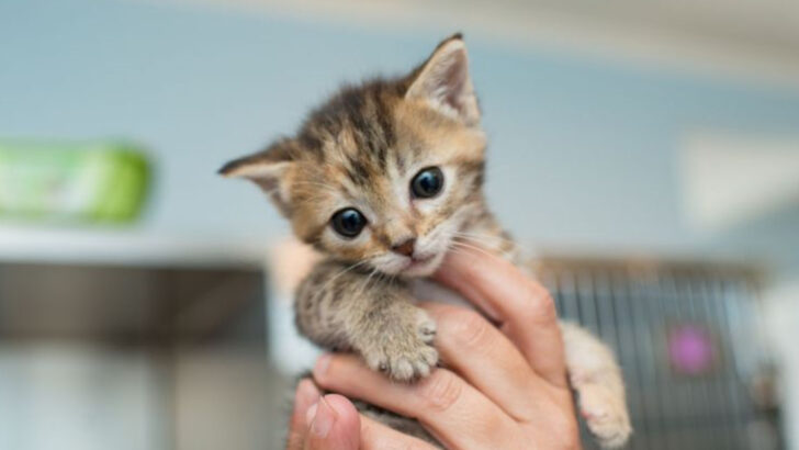 14 Ways You Can Transform a Shelter Cat’s Life With Love and Care