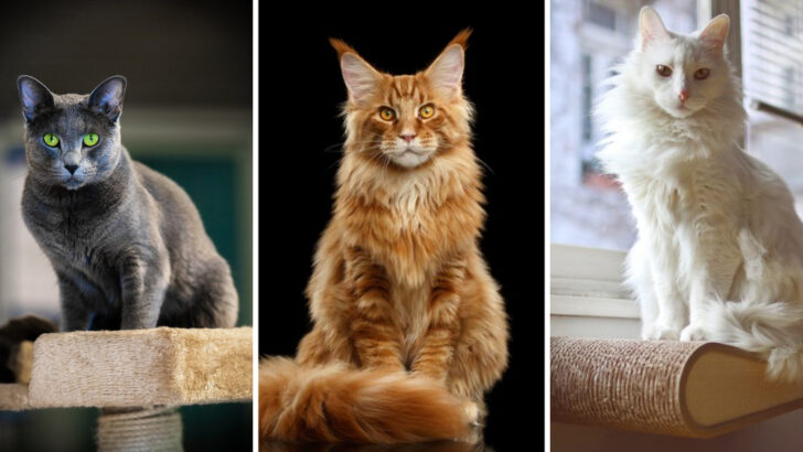 15 Cat Breeds Least Friendly To Strangers