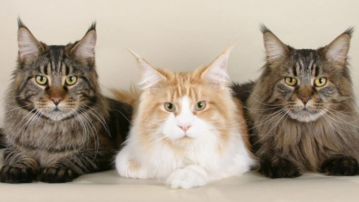 15 Cat Breeds That Become More Like Family Than Pets