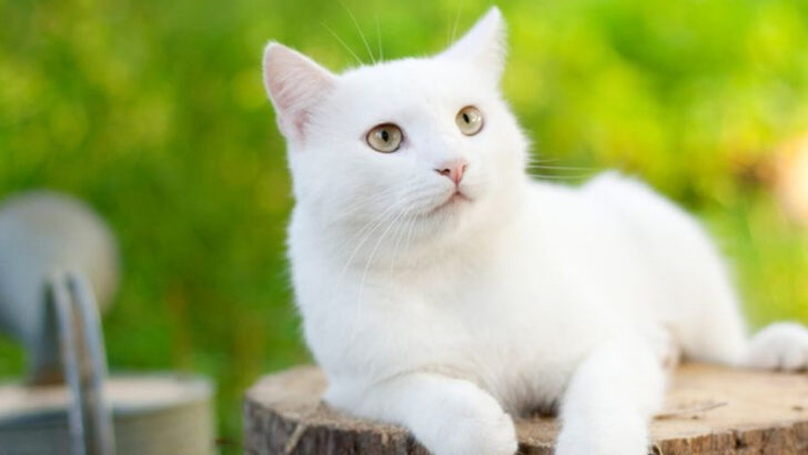 15 Comforting Beliefs About What Happens To Cats After They Pass