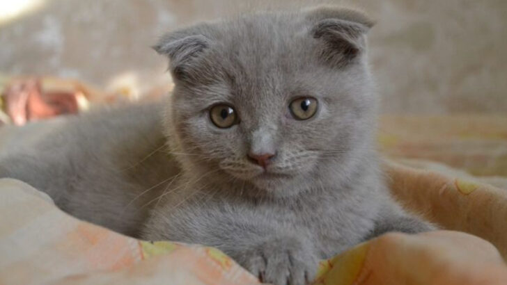 15 Cute Cat Breeds You Need To See To Believe