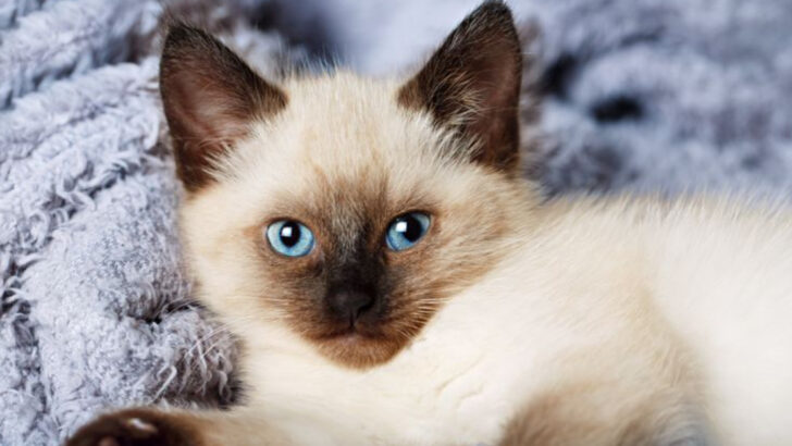 15 Emotional Cat Breeds That Take Everything to Heart (For Better or Worse)