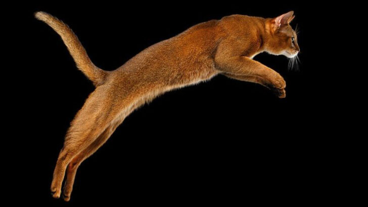 15 Facts About an Abyssinian Cat