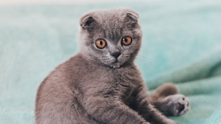 15 Friendly Cat Breeds That Thrive on Human Attention