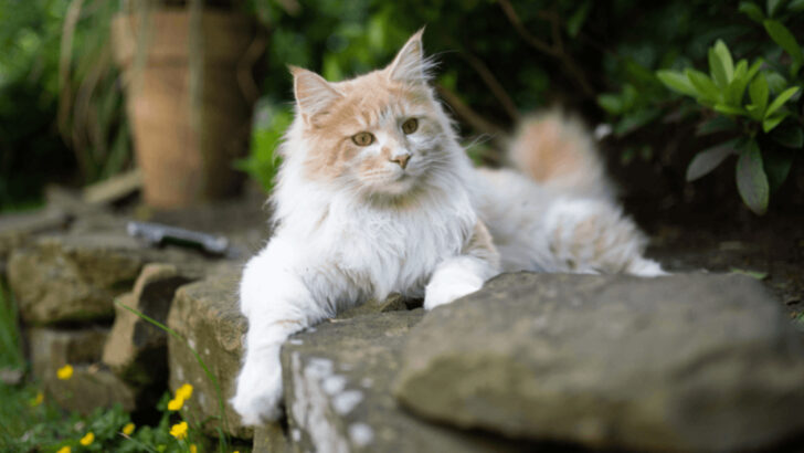 15 High-Value Cat Breeds That’ll Steal Your Heart (and Your Wallet)