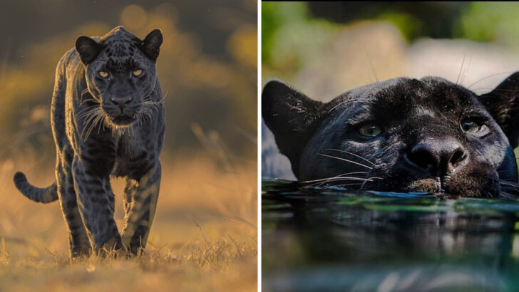 15 Interesting Facts About Panthers