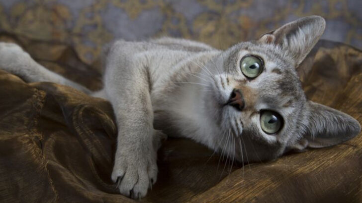 15 Least Adopted Cat Breeds in the United States