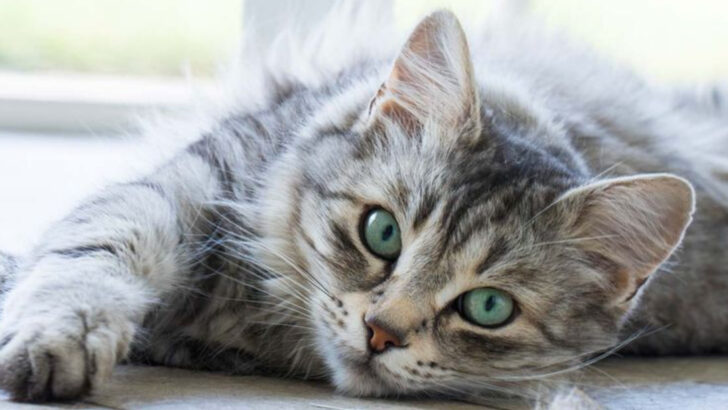 15 Little Habits That Make Rescue Cats Feel Safe Again