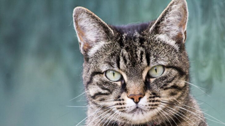 15 Oldest Cat Breeds Still Winning Hearts Today