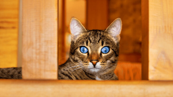 15 Rare Cat Breeds That Are Anything but Ordinary