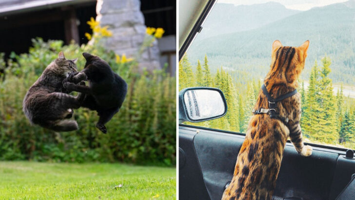 15 Reasons Some Cat Owners Worry About Letting Their Pets Outside