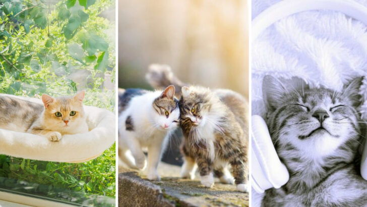 15 Smart Ways To Help Your Cat Feel Less Lonely When You’re Away