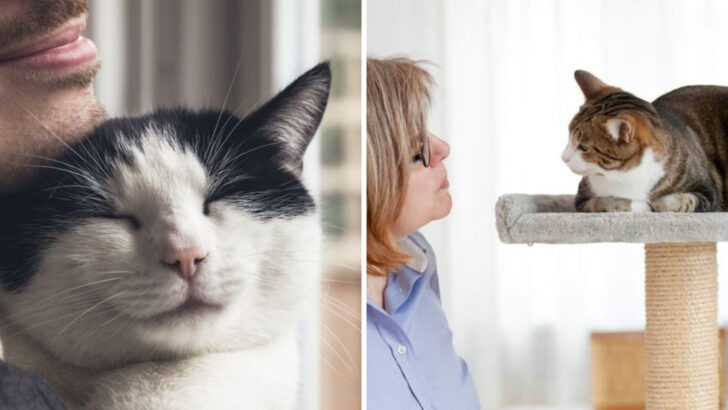 15 Ways Cats Create Lasting Bonds That Dogs Don’t Replicate