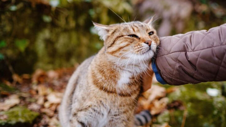 15 Ways to Give Your Cat the Loving Goodbye She Deserves