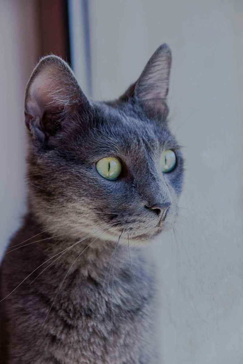 15. Russian Blue