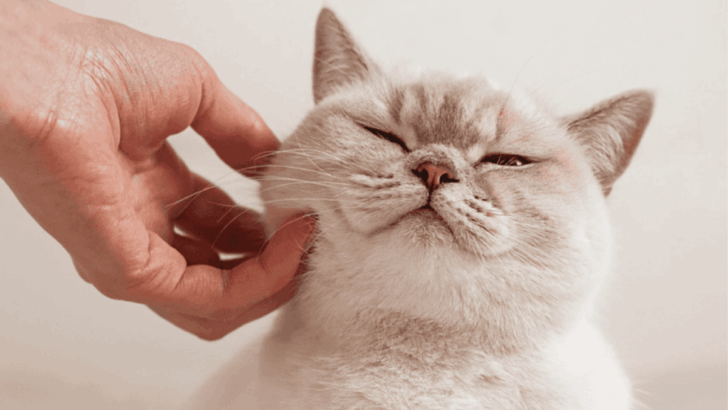 16 Ways To Strengthen The Bond Between You And Your Cat