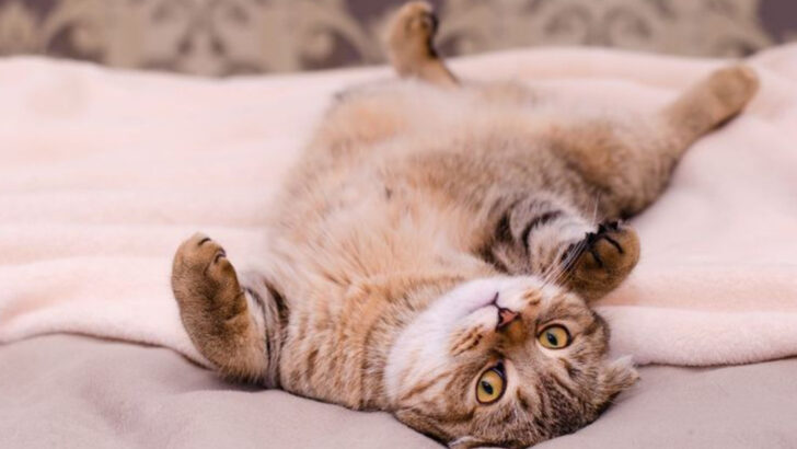 16 Cat Habits That Reveal You’re Her Favorite Human