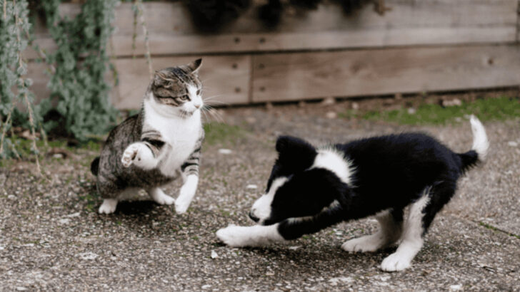 16 Dog Breeds That Will Never Get Along With Cats