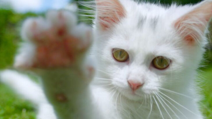 16 Essential Tips for Raising a Happy New Kitten