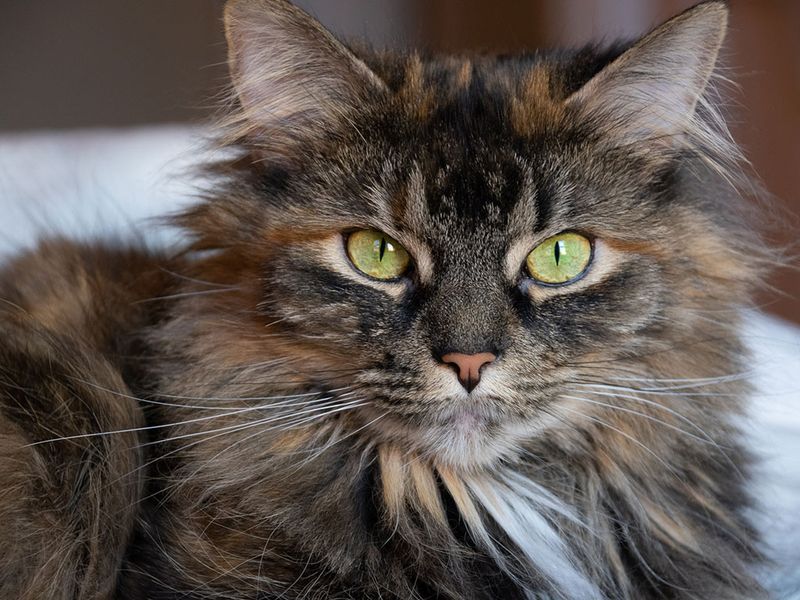 16. Norwegian Forest Cat