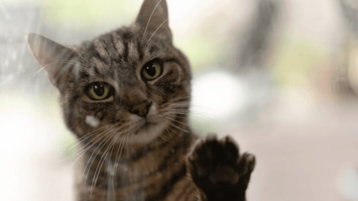 17 Animals That React to Loss and Death in Ways You Didn’t Expect