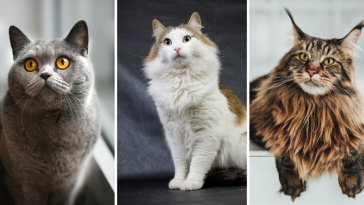 17 Big Cat Breeds That Are Surprisingly Sweet and Affectionate
