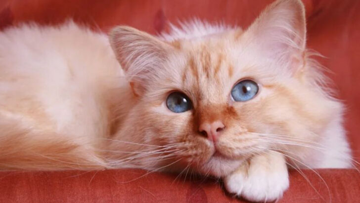 17 Big-Hearted Cat Breeds That Are Sweet Through and Through