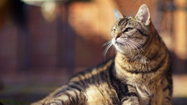 17 Heartfelt Reasons to Welcome Senior Shelter Cats into Your Home