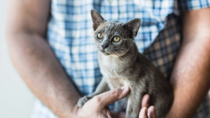 17 Misunderstood Cat Breeds That Aren’t Actually Aggressive