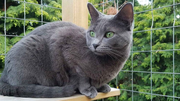 17 Overlooked Cats With Big Hearts and Bad Reputations