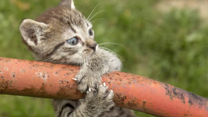 17 Small Habits That Make Your Cat Feel Loved and Noticed