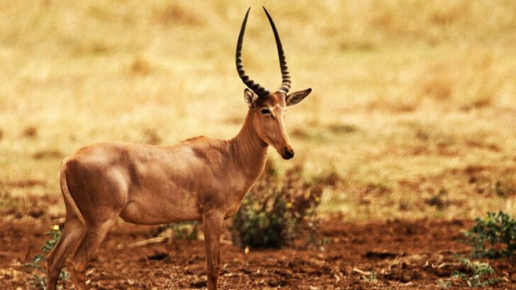 17 Wild Animals So Rare, Most People Never Get the Chance to See Them