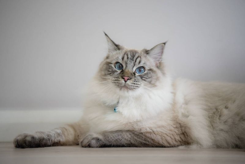 17. Ragdoll