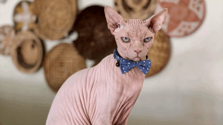 18 Cat Breeds I’d Never Bring Home—Here’s Why