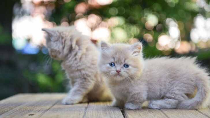 18 Cat Breeds That Live the Longest, According to an Expert