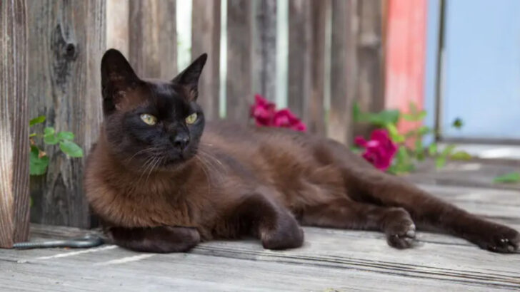 18 Cat Breeds That Will Charm Their Way Into Your Heart