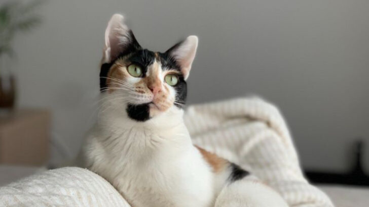 18 Emotional Changes In Cats After Moving Homes