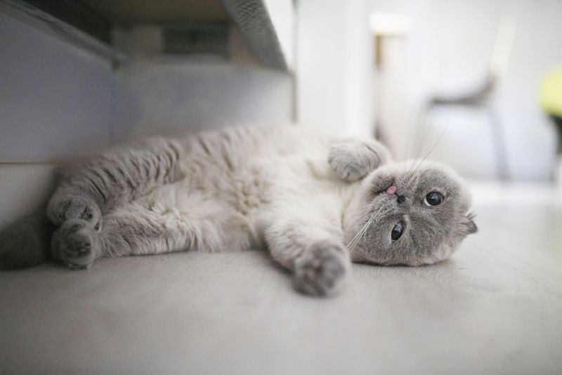 18. Scottish Fold