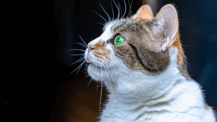 19 Little-Known Facts About How Cats Experience The World