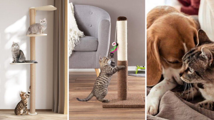 19 Signs You Truly Understand What Your Cat Wants and Needs